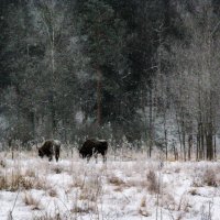 Зубры :: Владимир Безбородов