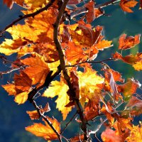 Яркими красками листья сверкают... :: Nina Streapan