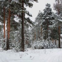 В сосновом бору :: Павлова Татьяна Павлова