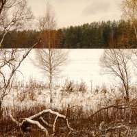 Ноябрь.Подмосковье. :: Лариса Журавлева