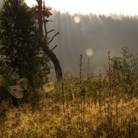 Паутина :: Евгения Кузнецова