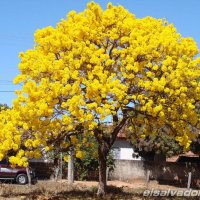 Arbol cañaguate :: Edgar Diaz