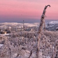 Морозное утро :: Oleg Akulinushkin