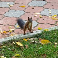 Маленький пешеход :: Евгений Карский