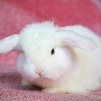 baby bunny 4 :: Natalya секрет