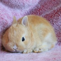 baby bunny 2 :: Natalya секрет
