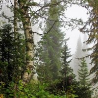Туман в лесу :: Сергей Чиняев 