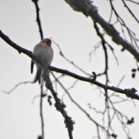 чечетка :: Михаил Жуковский