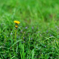 Green world. :: Владимир Лазарев