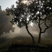 Trees in fog :: Виктор 