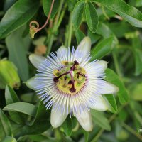 Пассифлора (Страстоцвет), (Passiflora).  – роскошная вечнозеленая лиана с невиданной красоты цветами :: Марина Щуцких
