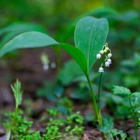 Green world. :: Владимир Лазарев