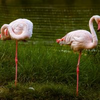 Просто фламинго :: сергей cередовой