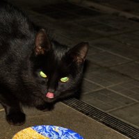 Ночью все кошки черны  ... :: Александр Буланов
