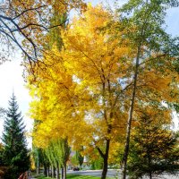 Жёлтое дерево :: Вячеслав Баширов