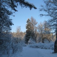 Шуваловский парк. :: Лариса (Phinikia) Двойникова