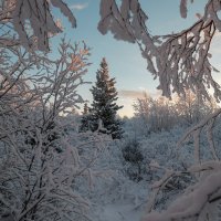 Зимой и летом стройная ..... :: Олег Кулябин