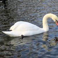 "Белый лебедь на пруду..." :: Нина Бутко