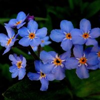 Очень мелкие красивые голубенькие цветочки. :: Владимир Ильич Батарин