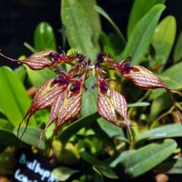 Орхидея :: татьяна петракова