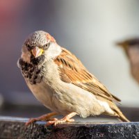 Воробей :: Владимир Лазарев