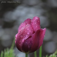 тюльпан после дождика :: Екатерина Цой
