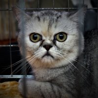 Выставка кошек :: Николай Сапегин
