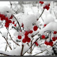 первый  снег. :: Ivana 