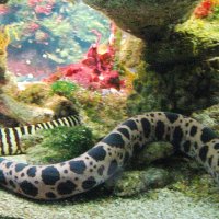 Змеи на отдыхе в аквариуме :: Владимир Гилясев