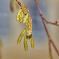 Декабрь не помеха. :: Анатолий. Chesnavik.