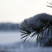 Снег :: Игорь Винокуров