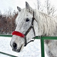 8740f :: Аркадий Лаптенко