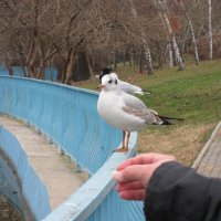 кушать подано! :: Александр Скамо