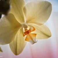 орхидея :: ЭН КА