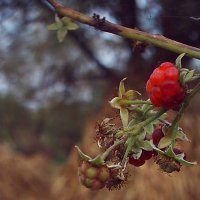 Первая среди равных :: Леонид Плыгань