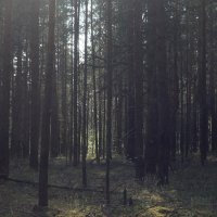 лес :: Дарья Воропаева