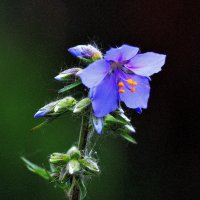 Синий цветок :: Владимир Анакин