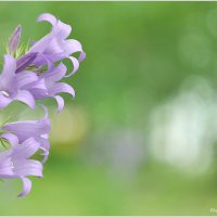 мягкость цвета :: Александр Шпаргалюк