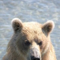 Портрет камчатского медведя :: Ал Дэ