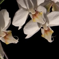 Орхидеи 2 :: Людмила 