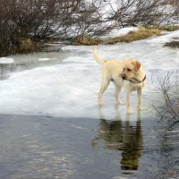 Кто здесь? :: Илья Конев 