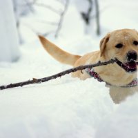 Апорт! :: Илья Конев 