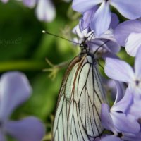 Бабочка в цветах :: Анна Журавлева