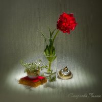 Тюльпан и спирея. :: Лилия *