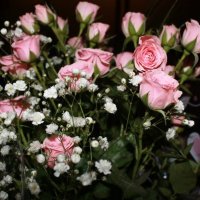 розовые розы :: Мария Комарова