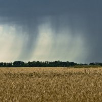 Дождь :: Анатолий Моргун