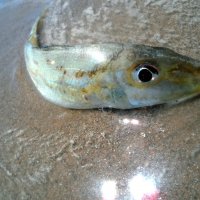 fish :: Trollyamba fisenko