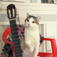 кот и гитара :: Просто Настя ...