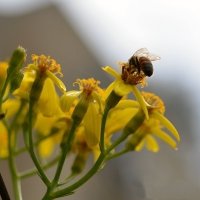 24. 02.12 Пчелка на цветке крестовника мокнет под дождем. И я с ними... :: Борис Ржевский
