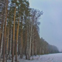 зимний лес :: Мария Комарова